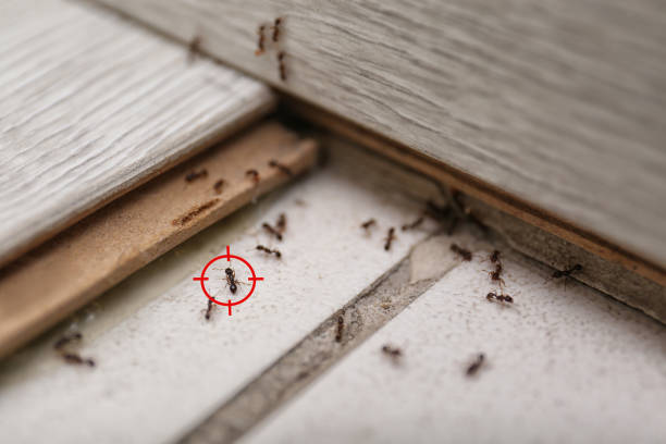 Best Commercial Pest Control Services  in Woodland, WA