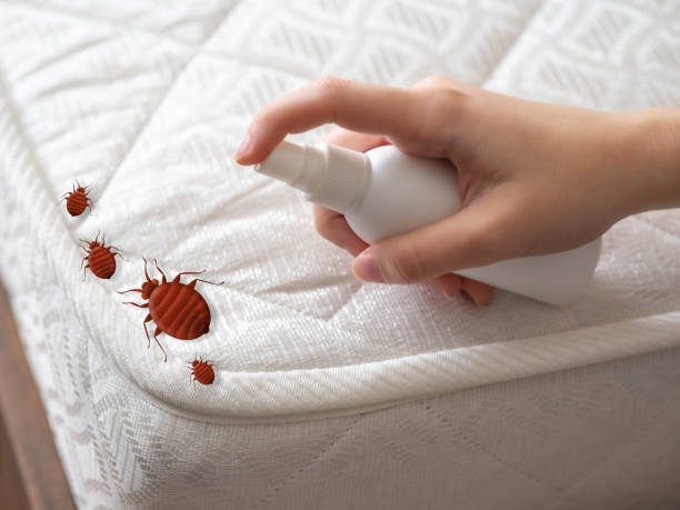 Reliable Woodland, WA Pest Control Solutions